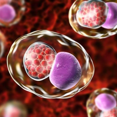 Serology – ELISA: Chlamydia Trachomatis – Mediscope